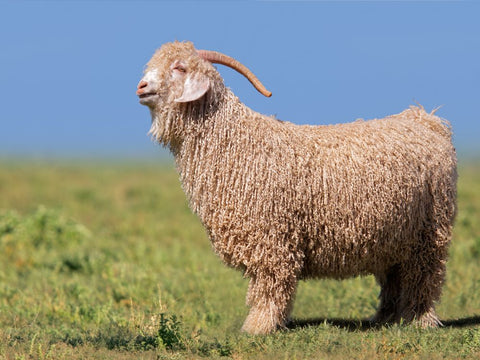 What's The Difference Between Cashmere, Merino, Mohair, and Wool?