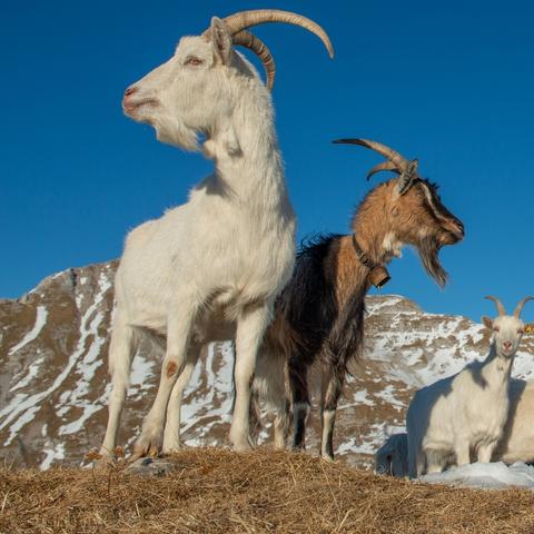 Mongolian Cashmere Goats