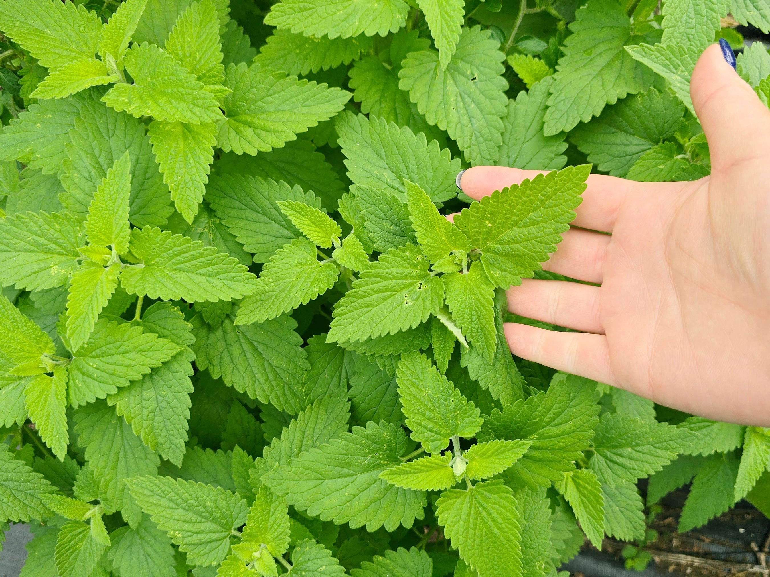 Catnip Herb Seeds