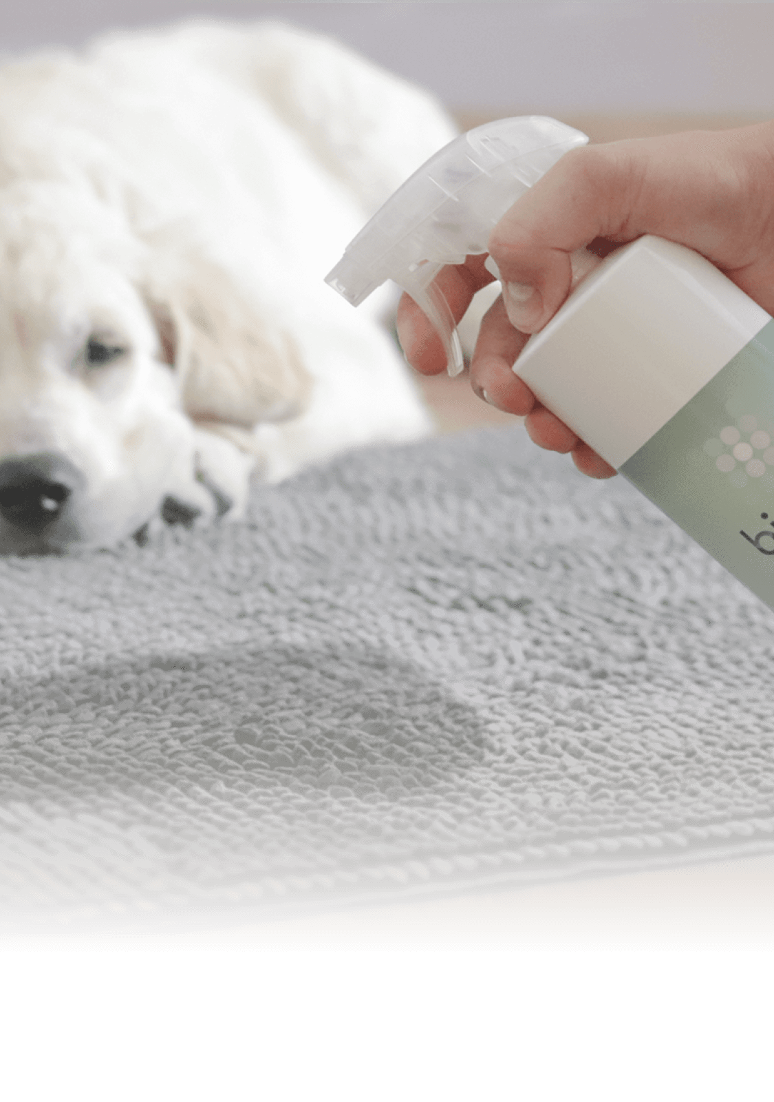 Biodor Animal Anwendung auf dem Teppich bei Hundeurin Mobile