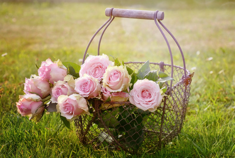 Basket of pink roses