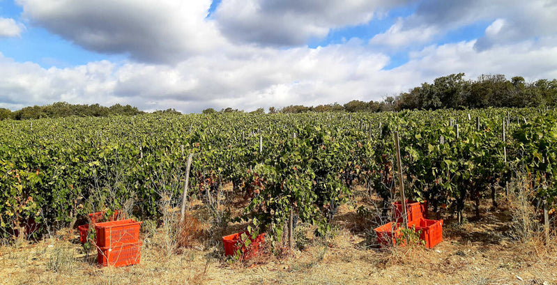 Vino toscano: appunti di degustazione - Duemani