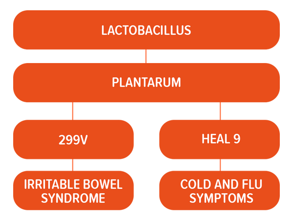 Probiotic strains