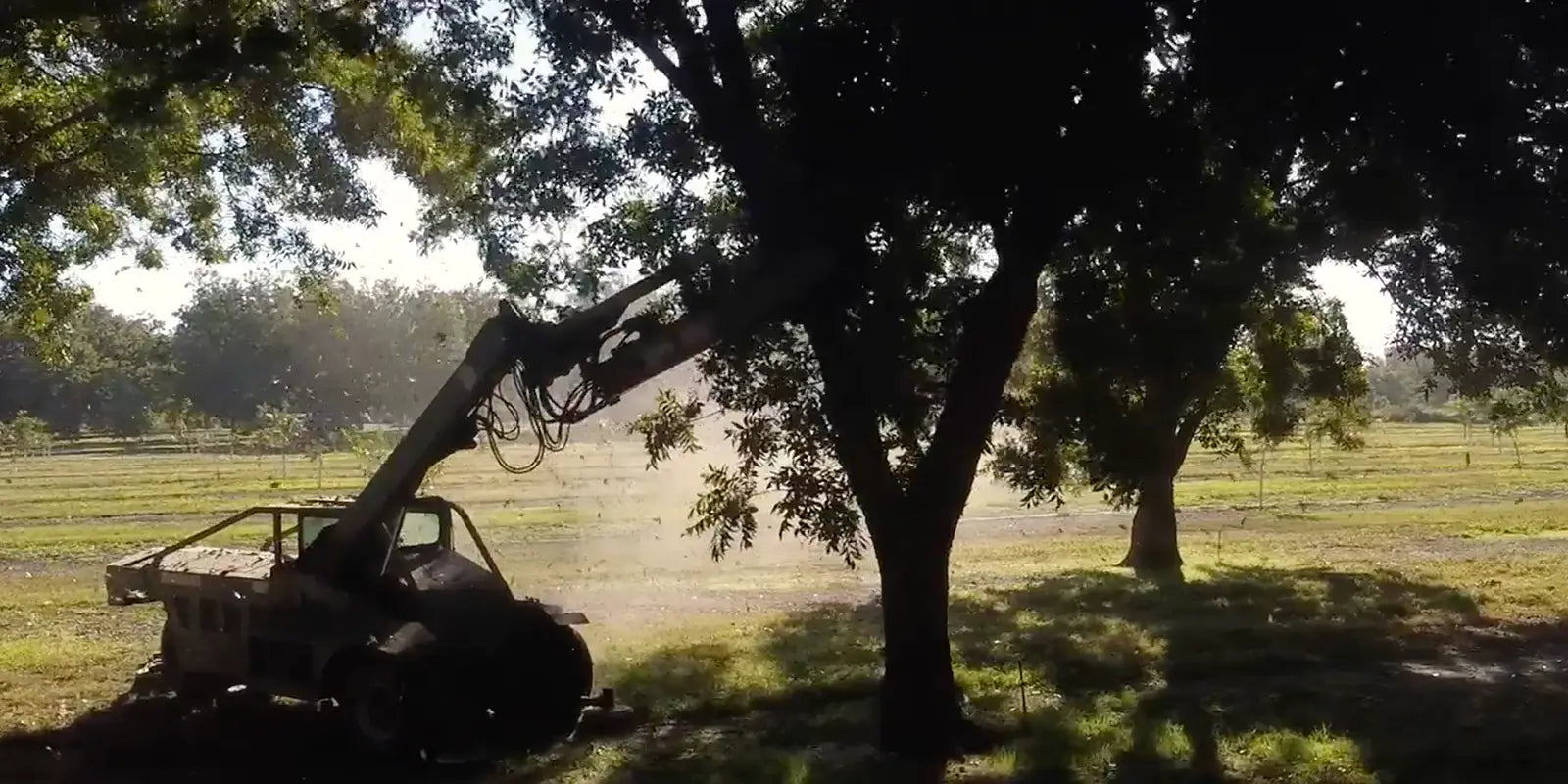 Pecan trees being shaken by specialized machinery