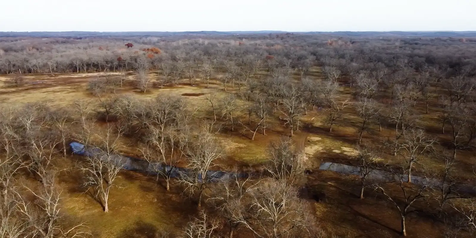 Overhead drone photo of pecan orchard