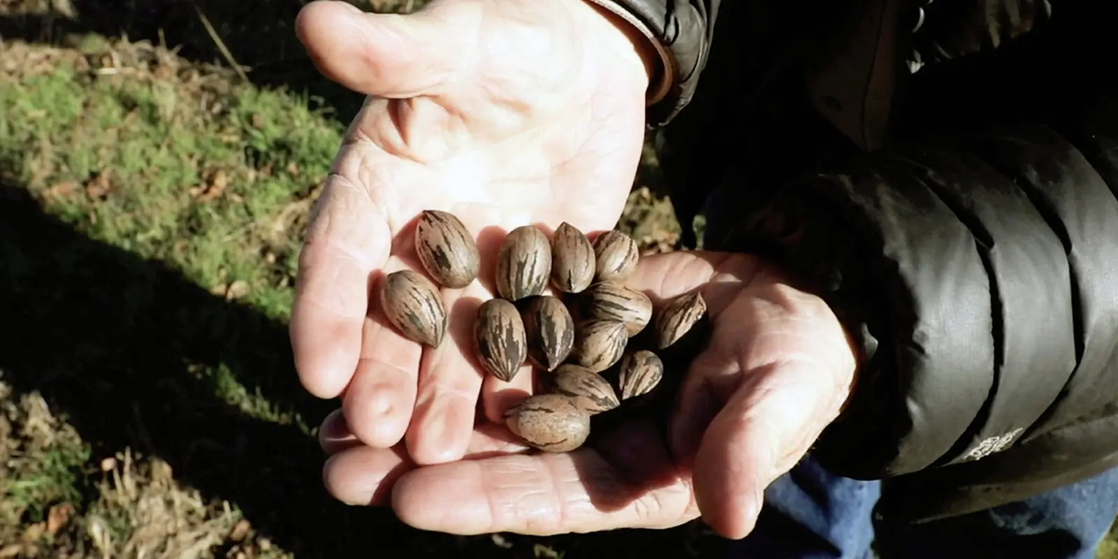 Photo of a handful of shelled pecans