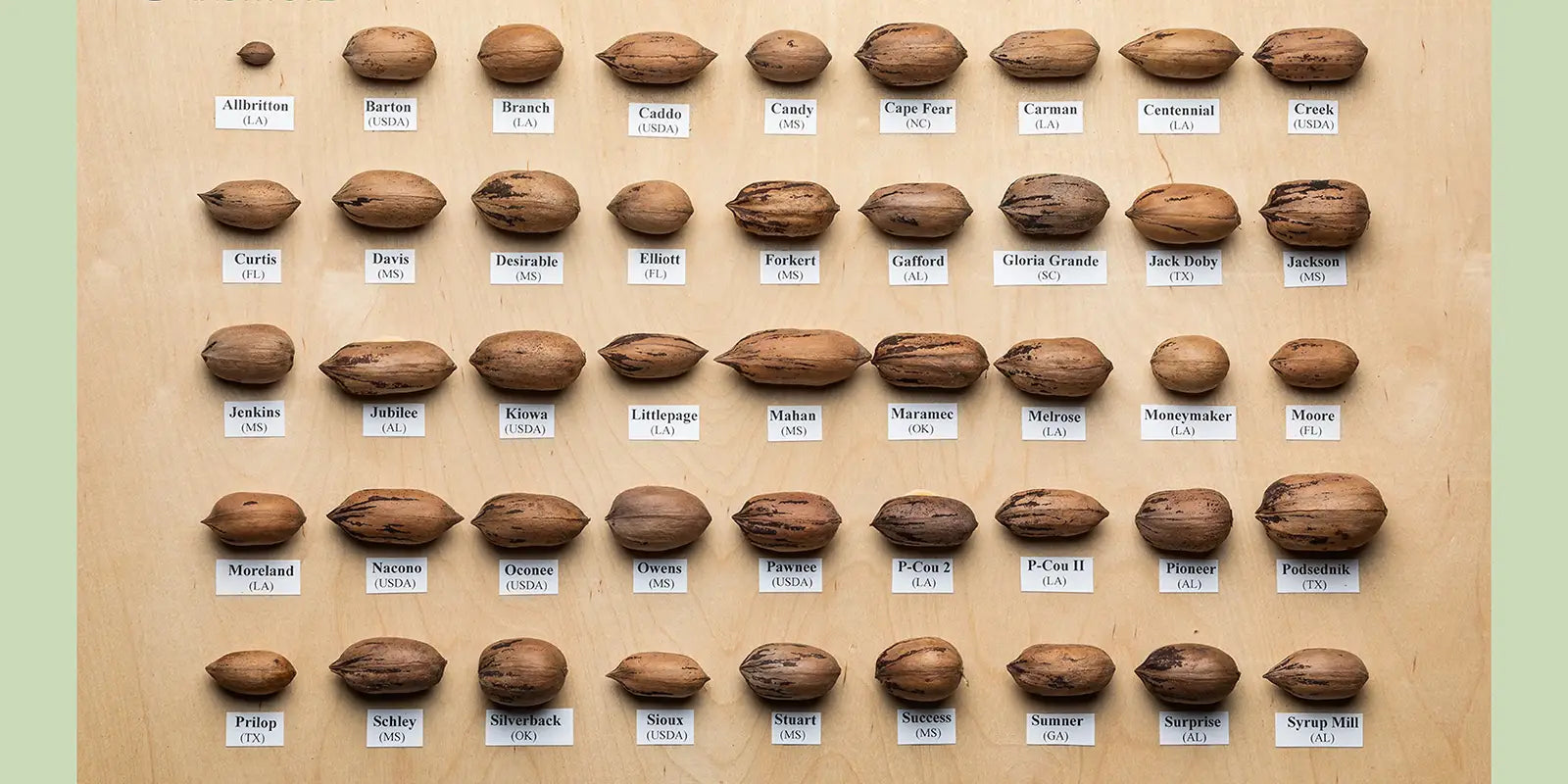 Photo of pecan varieties