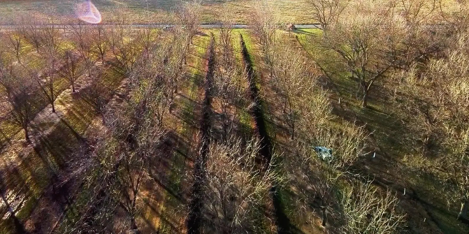 Drone photo of large pecan farm full of trees