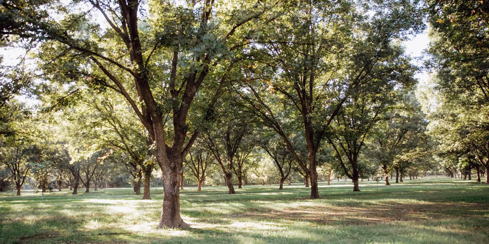 Photo of rows of pecan trees at a pecan farm