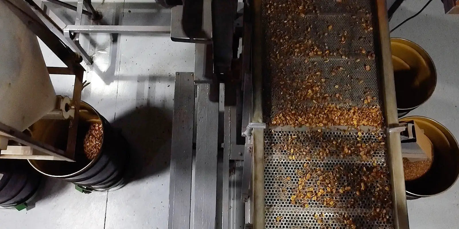 Photo of pecans going through a sheller machine