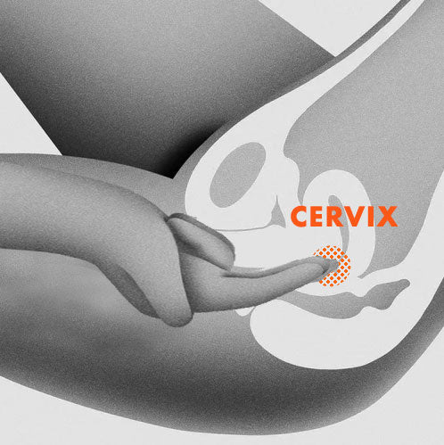 Cervix erogenous zone