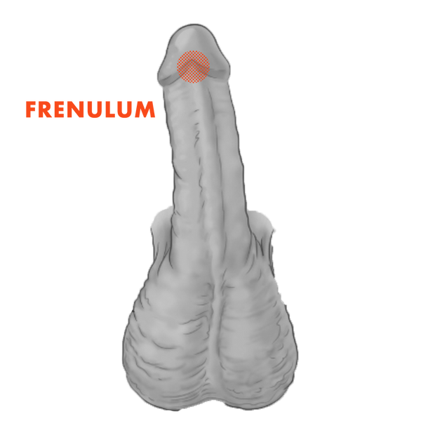 Frenulum Penis Erogenous Zone