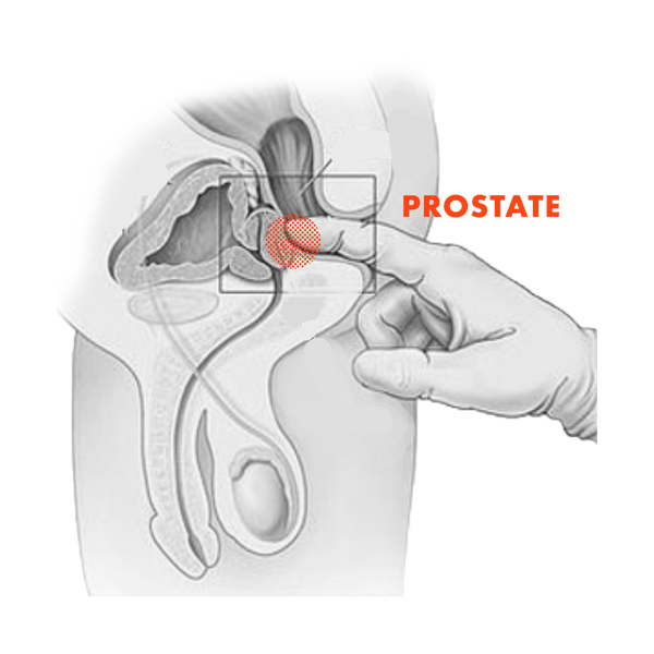 prostate penis erogenous zone