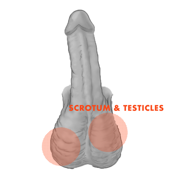 scrotum and testicles erogenous zone