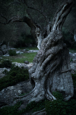 Ancient Greek Olive tree