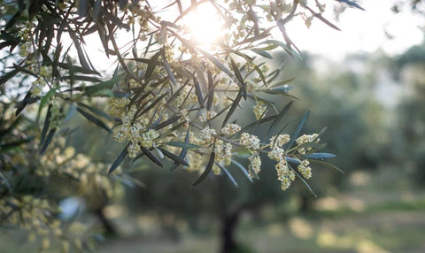 Olive blossoms