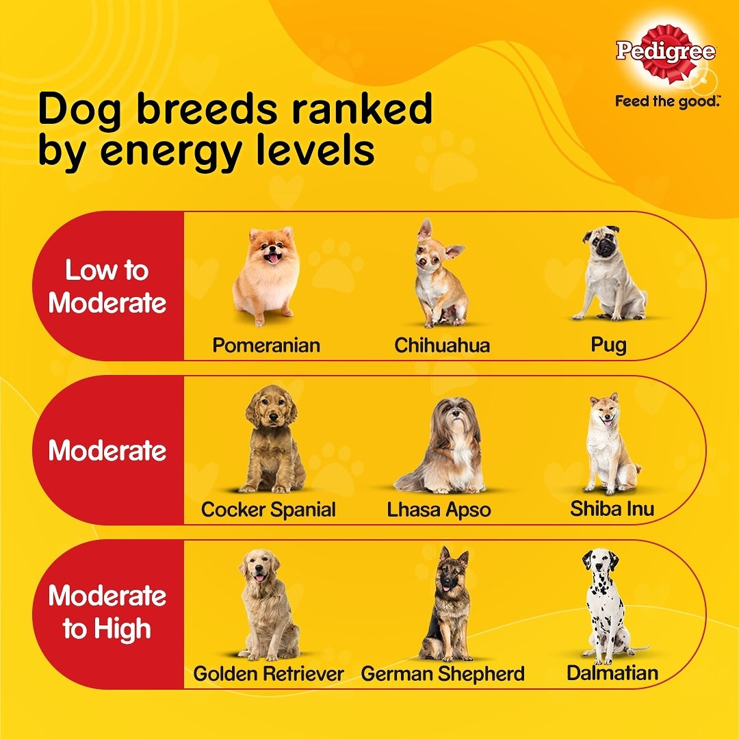 what can you give a dog for energy