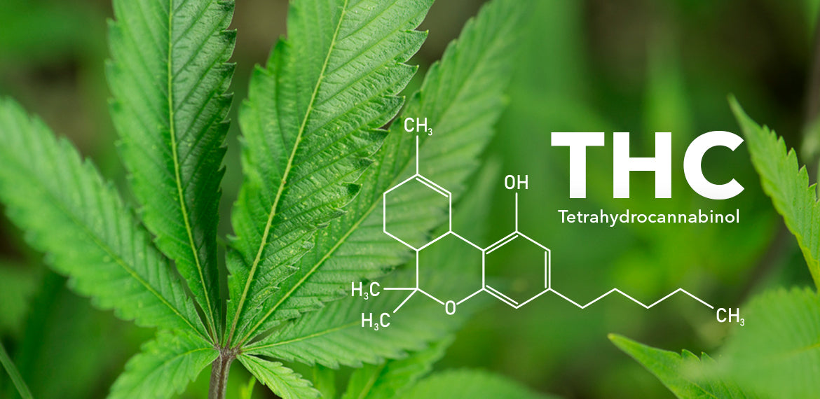 What to know about the types of THC | KING BUDDHA – King Buddha