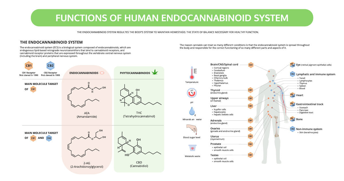 Endocannabinoid System