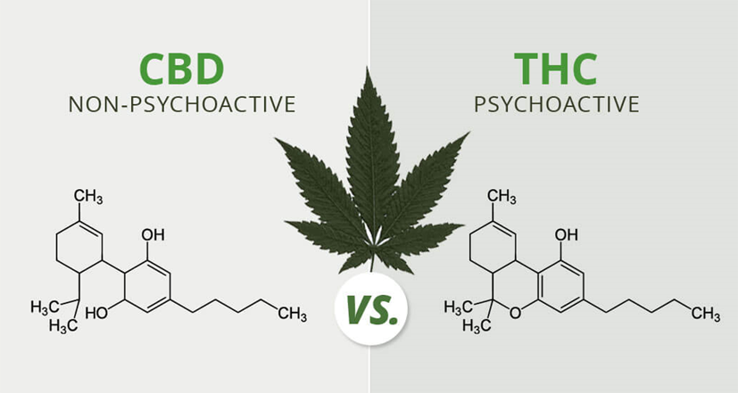 CBD vs THC