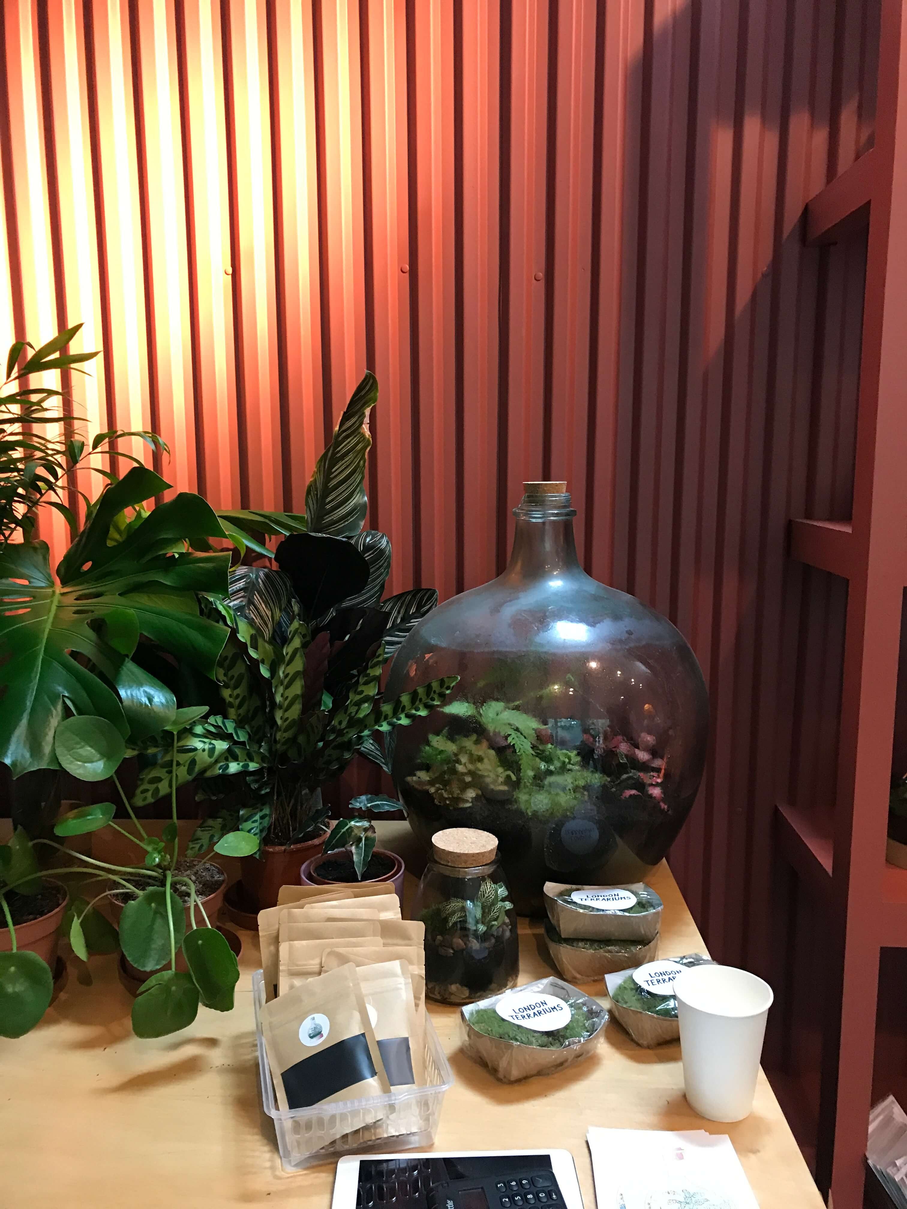 London Terrariums - Emma Sibley - Shop - John Lewis