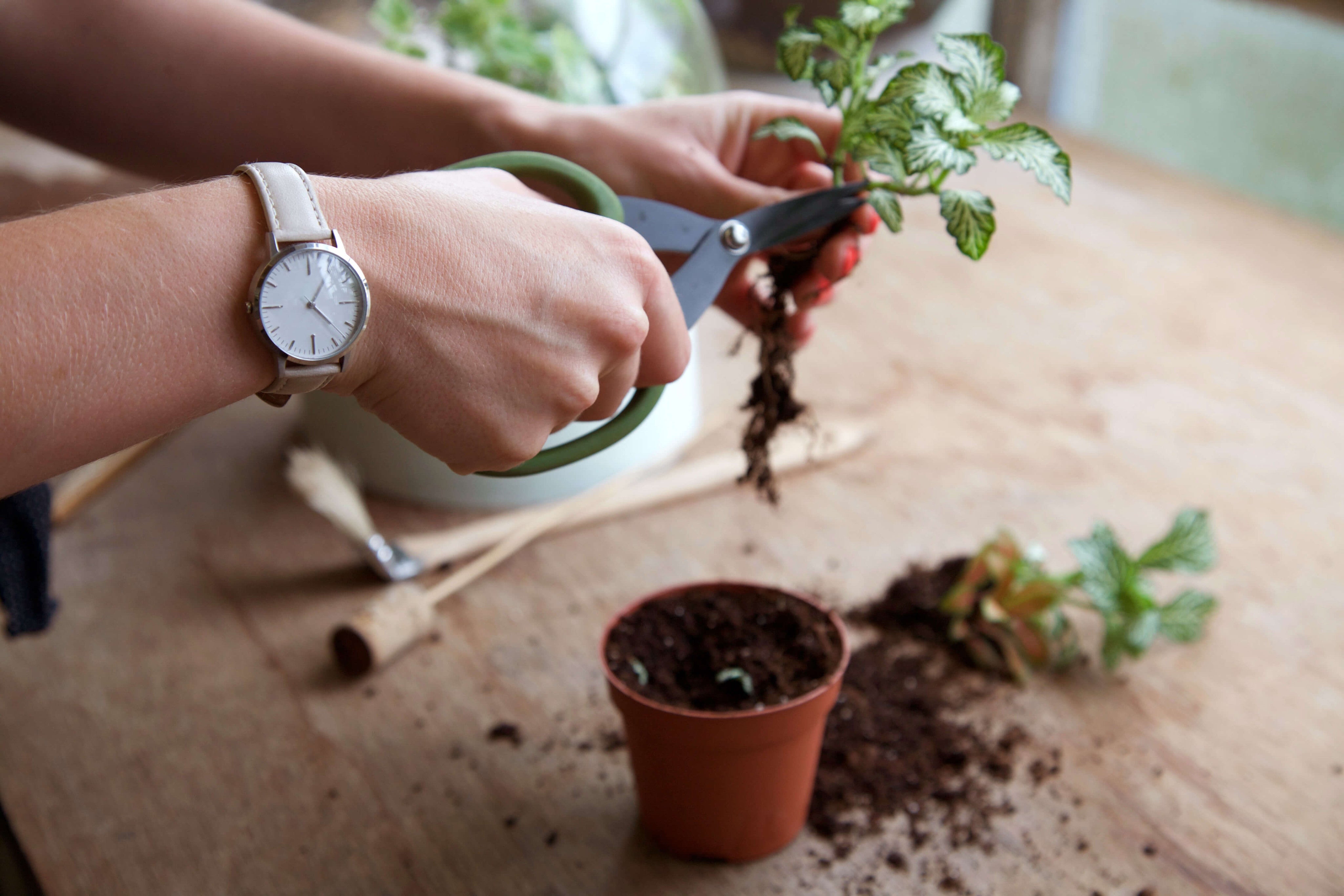 London Terrariums - Emma Sibley - New Cross - Eco Gardening