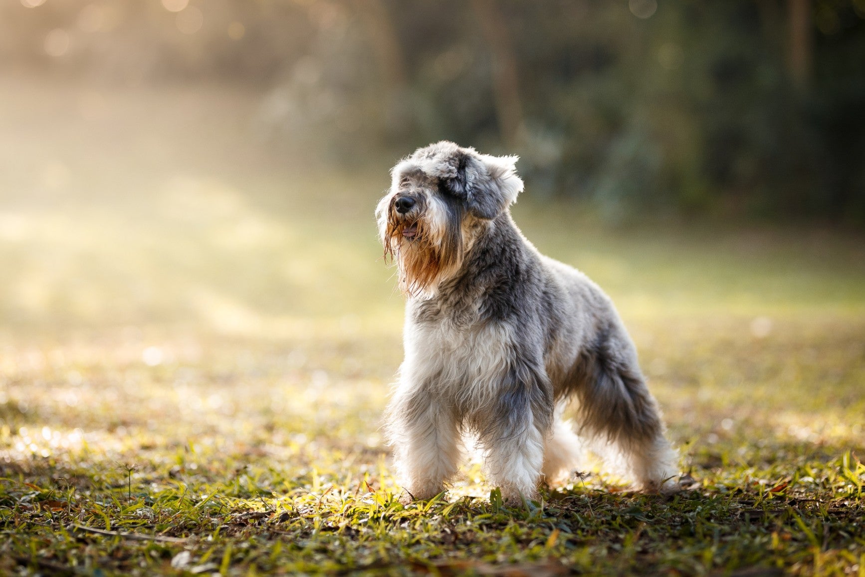 Schnauzer sans perte de poils
