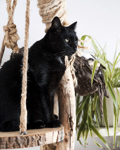 tiragraffi in legno naturale con gatto nero Donarturo