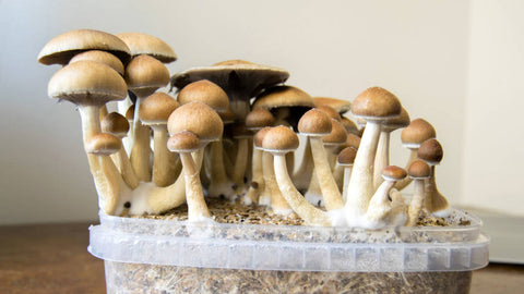 growkit magic mushrooms psiclocybe
