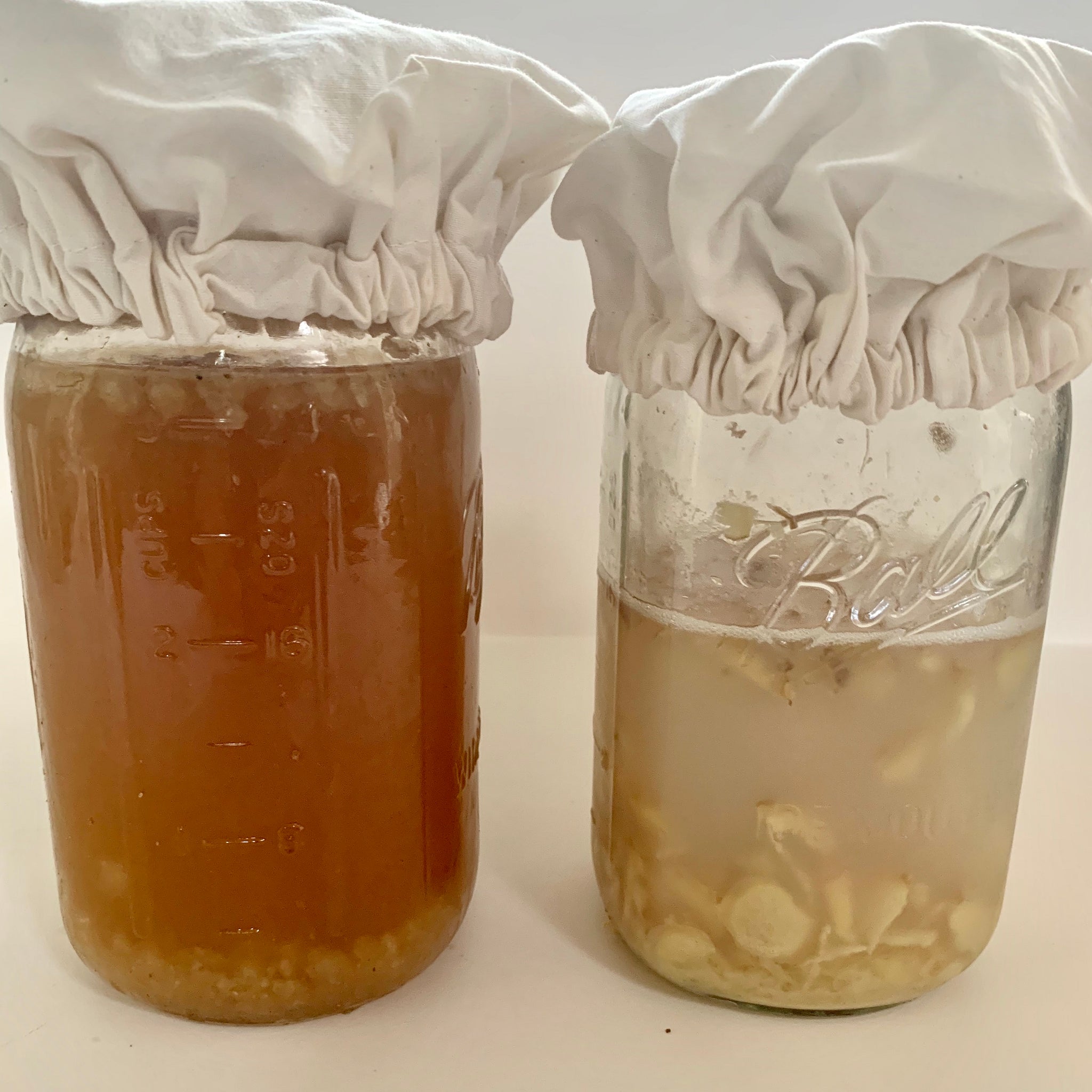 Ginger Beer Plant Vs Ginger Bug Yemoos Nourishing Cultures