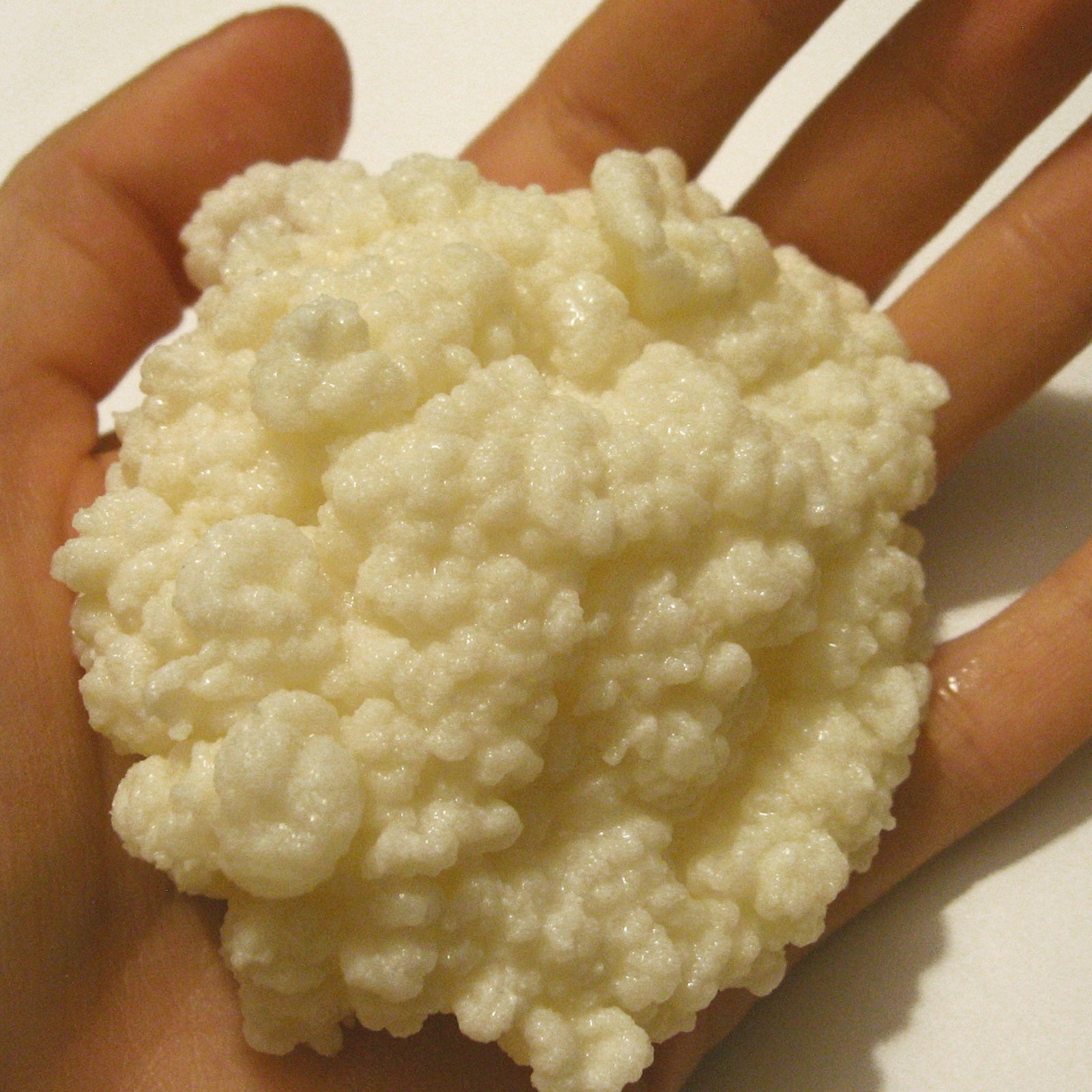 How Big Can Milk Kefir Grains Get Yemoos Nourishing Cultures