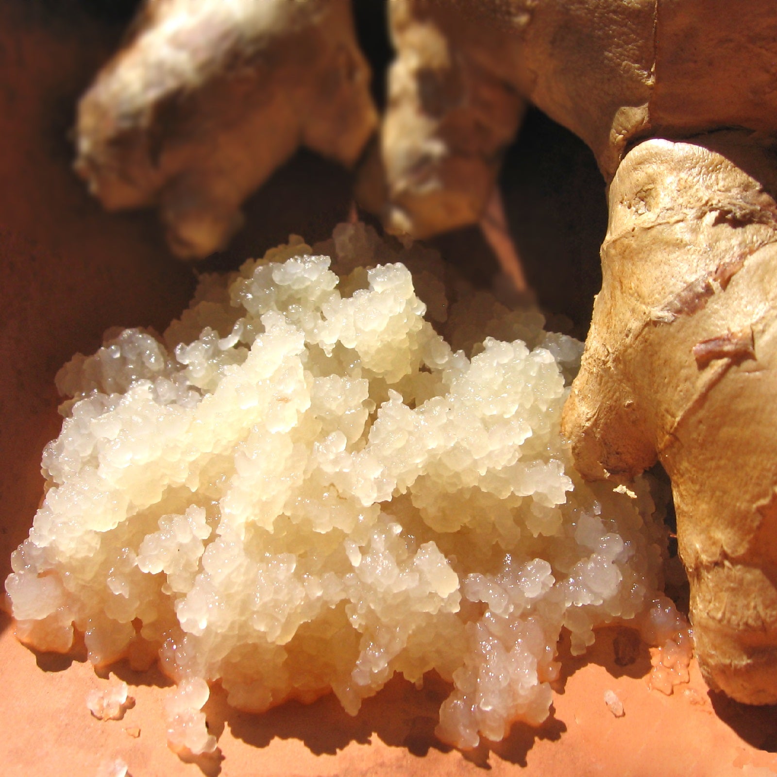 Ginger Beer Plant Yemoos Nourishing Cultures