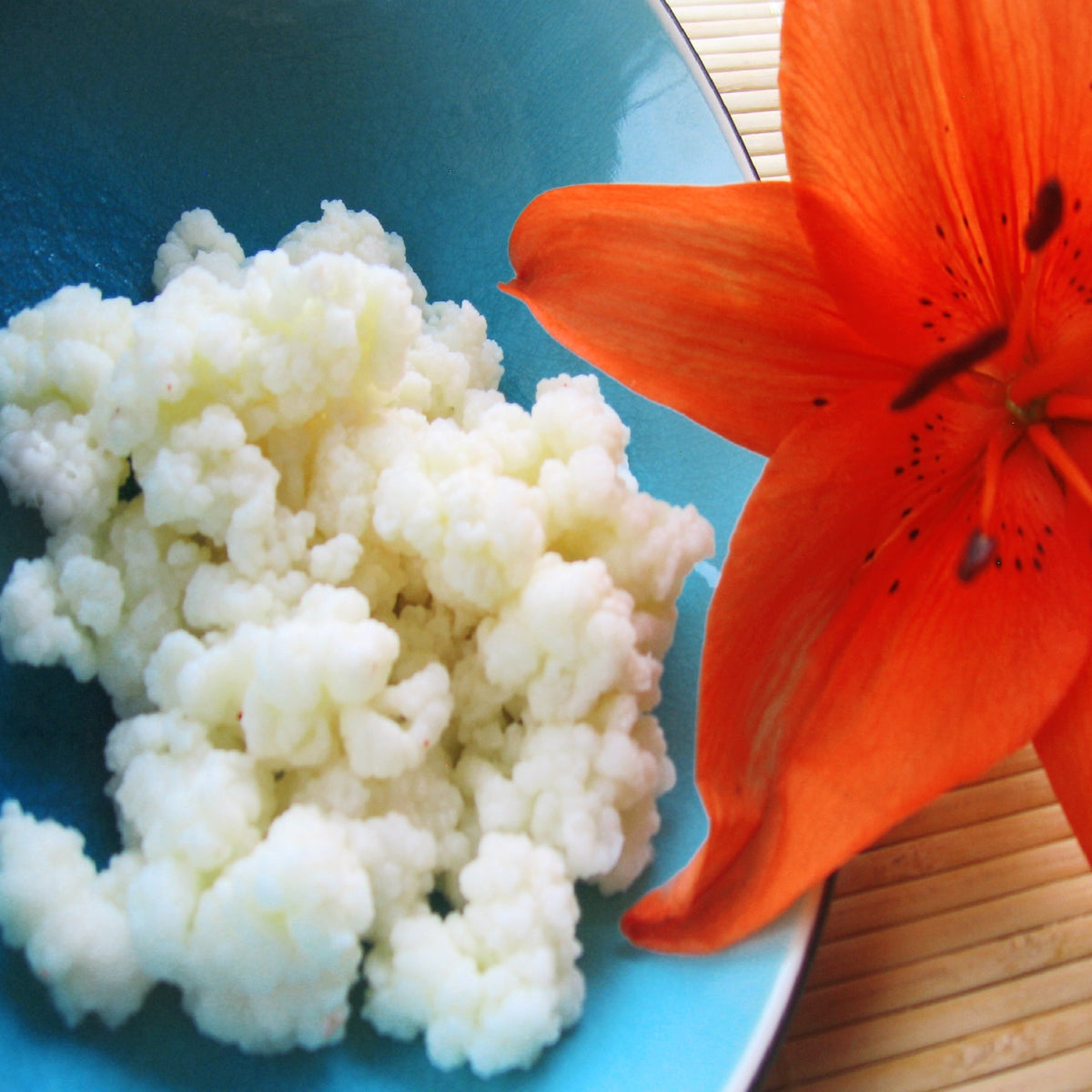 Milk Kefir Grains Yemoos Nourishing Cultures