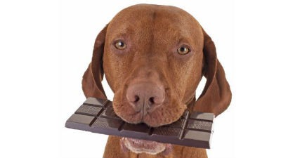 Chocolate is toxic to dogs