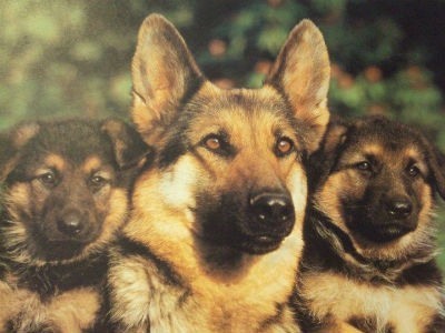 All about the German Shepherd