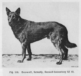 História e origem do cão pastor alemão