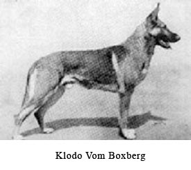 Original German Shepherd