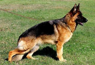 German Shepherd dog care