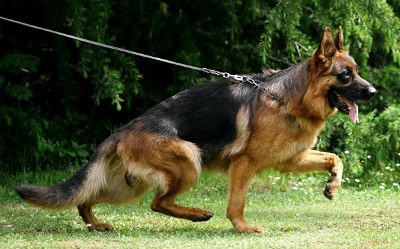 Diferentes linhas do cão pastor alemão