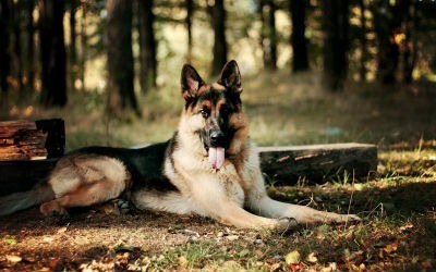 Character and personality of the German Shepherd dog