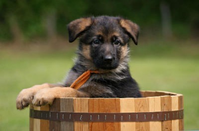 Chiot de berger allemand