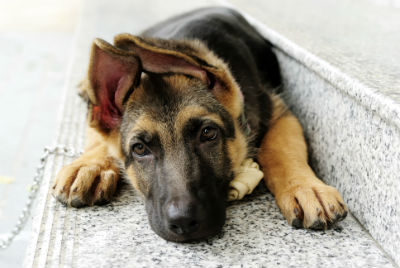 Gestation et chiots du chien de berger allemand