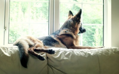 Saúde e doenças do cão pastor alemão