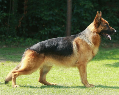 Características físicas do cão pastor alemão