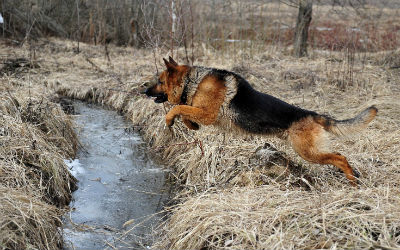 Formation allemande pour chiens de berger