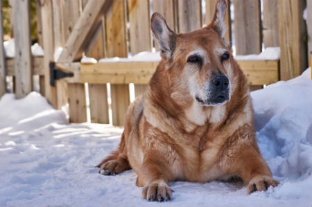 Provoque l'arthrose chez les chiens