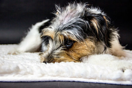 Tratamento de osteoartrite em cães