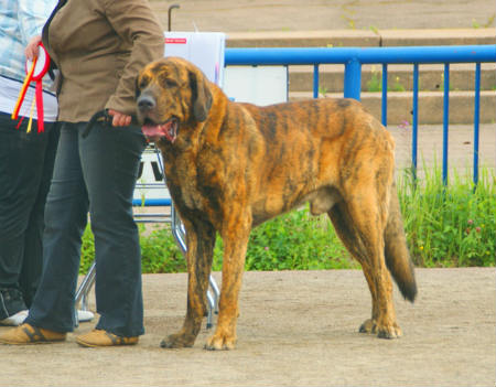 perro con displasia