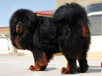 feed tibetan mastiff