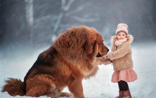 tibet mastiff